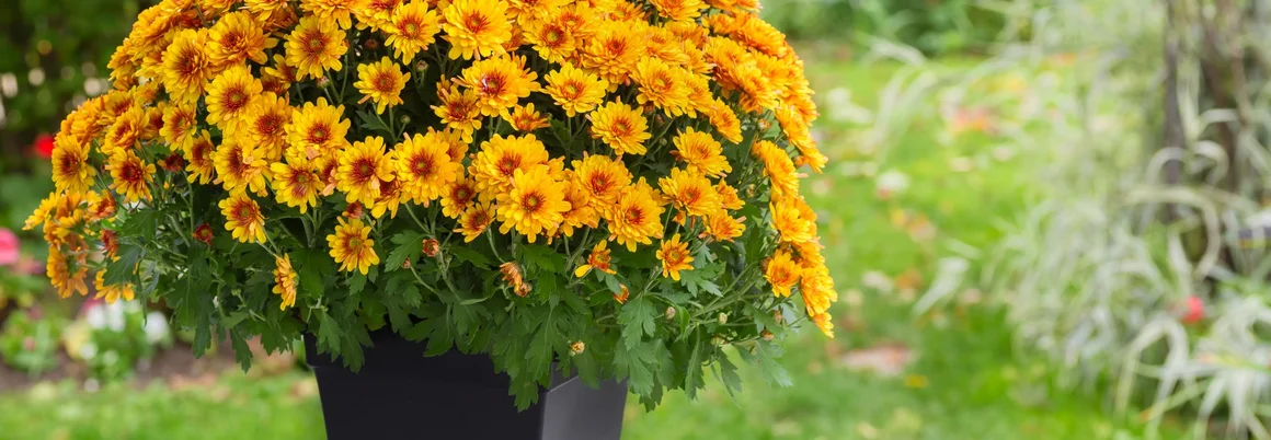 Topf mit gelben Chrysanthemen